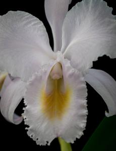 Cattleya schroederae