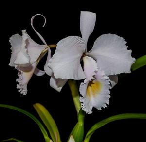 Cattleya schroederae