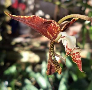 Gongora leucochila