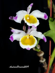 Dendrobium pendulum