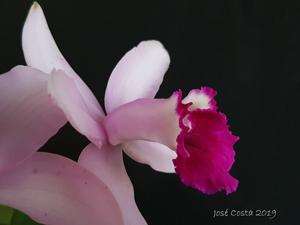 Cattleya intermedia