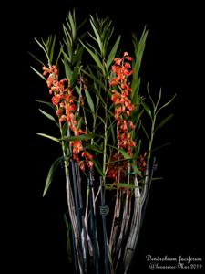 Dendrobium faciferum