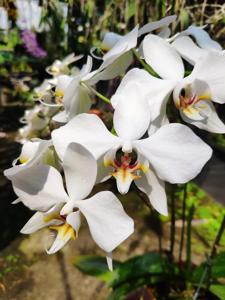 Phalaenopsis aphrodite