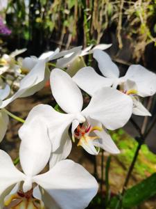 Phalaenopsis aphrodite