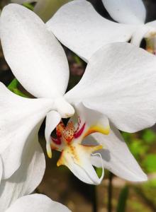 Phalaenopsis aphrodite