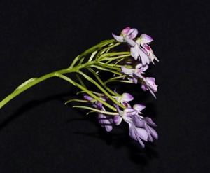 Cynorkis angustipetala