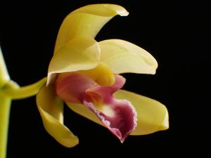 Cymbidium finlaysonianum