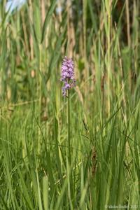 Dactylorhiza maculata