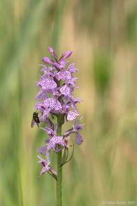 Dactylorhiza maculata