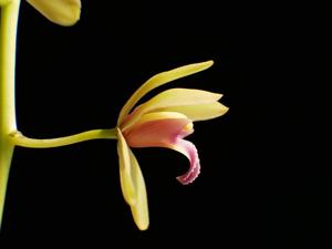 Cymbidium finlaysonianum
