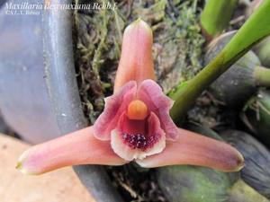 Maxillaria desvauxiana