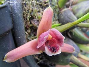 Maxillaria desvauxiana