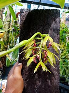 Bulbophyllum foetidum