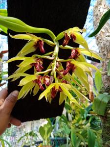 Bulbophyllum foetidum