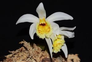 Pleione grandiflora