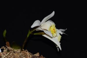 Pleione grandiflora