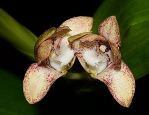 Dendrobium vandoides