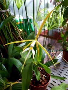 Epidendrum nocturnum