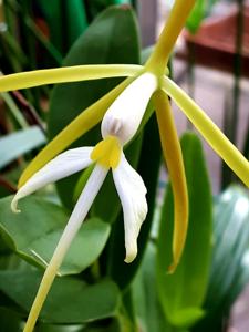 Epidendrum nocturnum