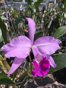 Cattleya lobata