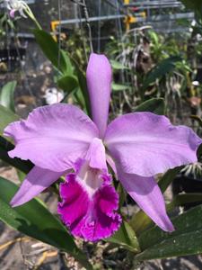 Cattleya lobata