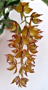 Cycnoches cooperi