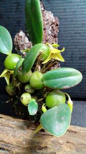 Bulbophyllum oblongum