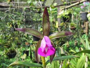 Cattleya dormaniana