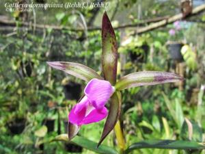 Cattleya dormaniana