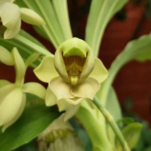 Catasetum albovirens