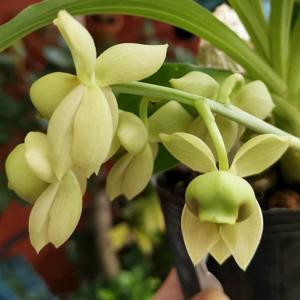 Catasetum albovirens