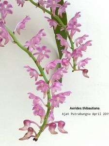 Aerides thibautiana