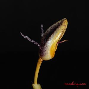 Bulbophyllum lyriforme