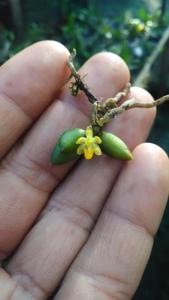 Chroniochilus minimus