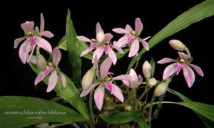 Ancistrochilus rothschildianus