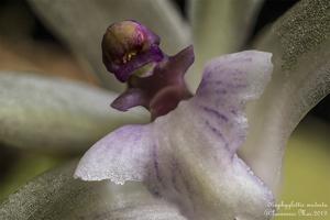 Scaphyglottis stellata