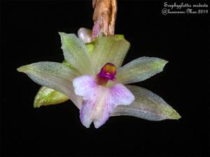 Scaphyglottis stellata