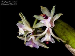 Scaphyglottis stellata