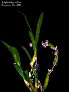 Scaphyglottis stellata