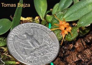 Bulbophyllum sutepense