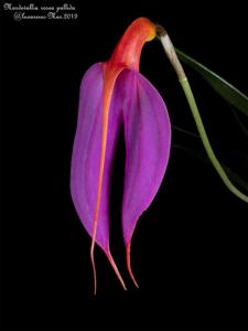 Masdevallia rosea