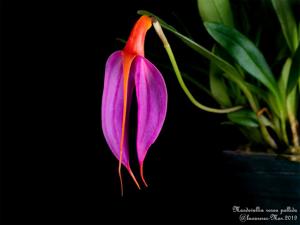 Masdevallia rosea