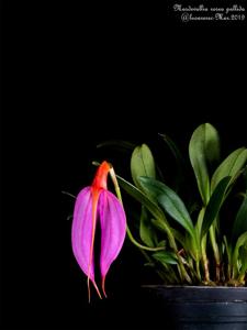 Masdevallia rosea