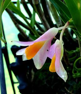 Dendrobium pseudoglomeratum