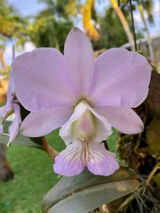 Cattleya nobilior