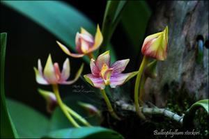 Bulbophyllum stockeri