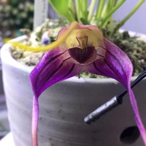 Masdevallia elegans