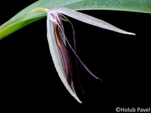 Pleurothallis nuda