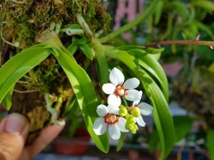 Sarcochilus hartmannii