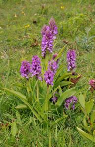 Dactylorhiza praetermissa